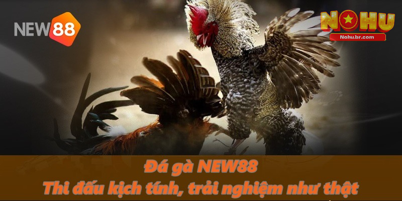 Đá gà NEW88 – Thi đấu kịch tính, trải nghiệm như thật